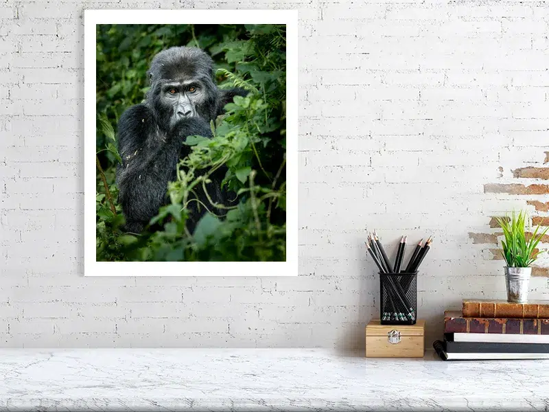 Mountain Gorilla Portrait | Wildlife Fine Art Print - Image 6
