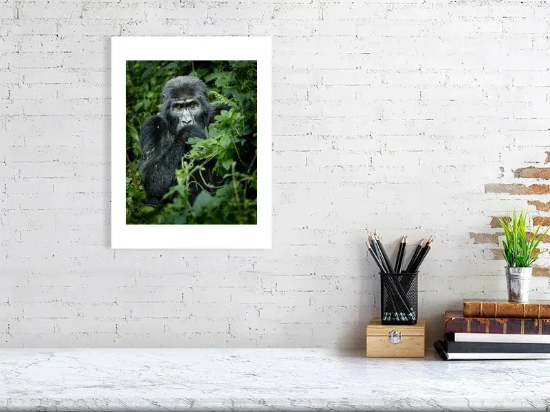 Mountain Gorilla Portrait | Wildlife Fine Art Print - Image 7
