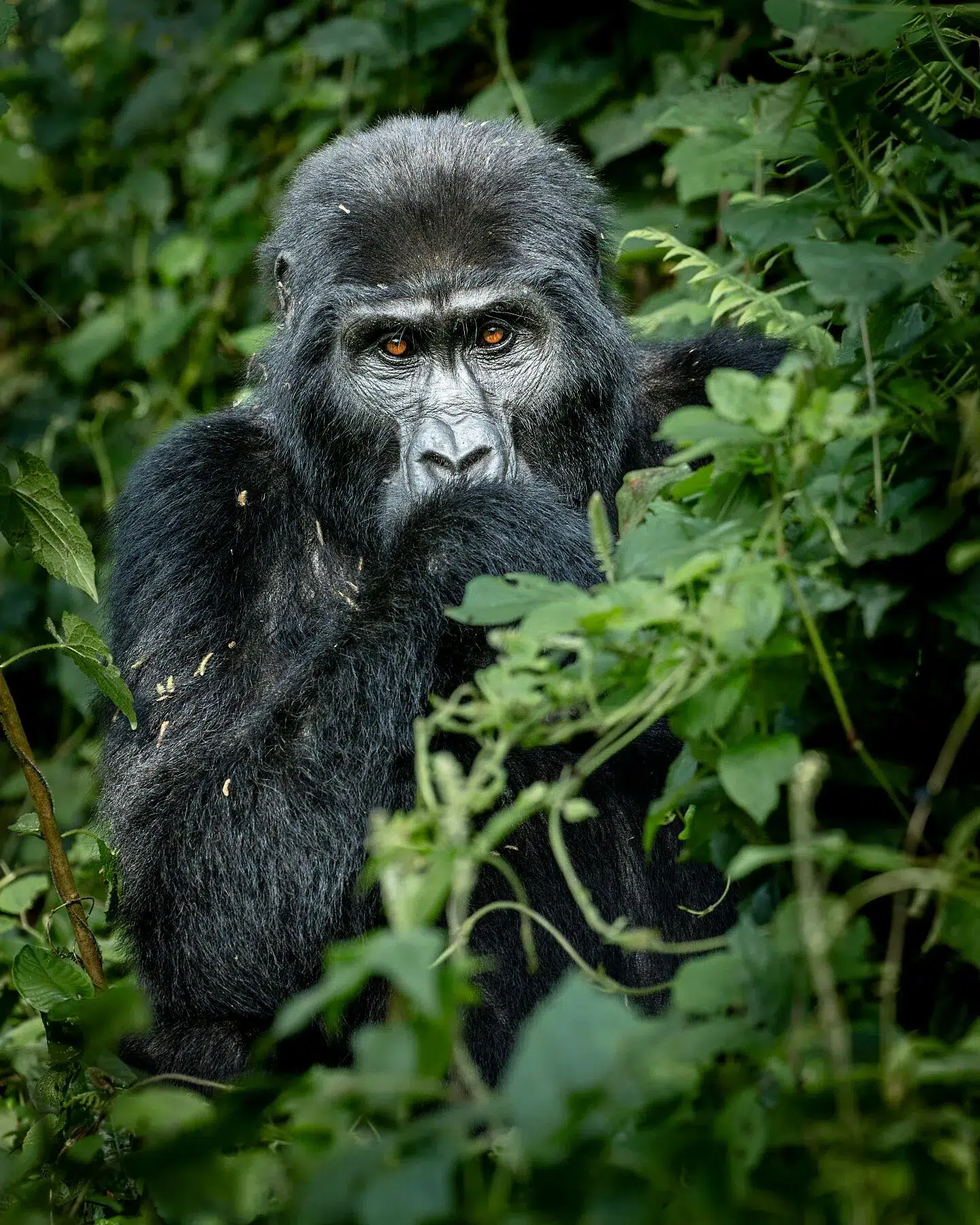 Mountain gorilla sitting still and looking into the camera in Bwindi Impenetrable Forest, Uganda.