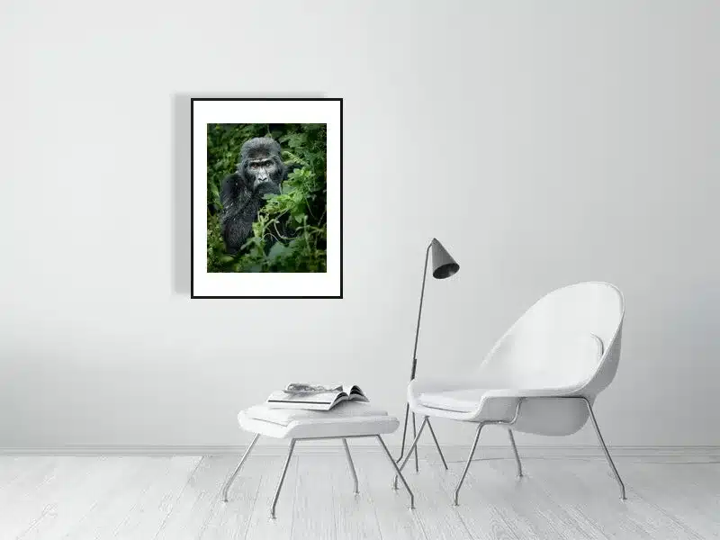 Mountain Gorilla Portrait | Wildlife Fine Art Print - Image 2