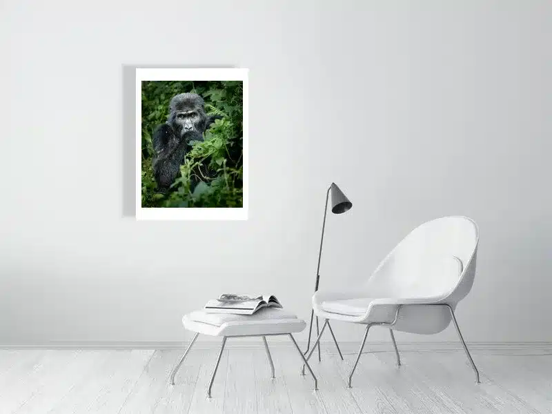 Mountain Gorilla Portrait | Wildlife Fine Art Print - Image 3