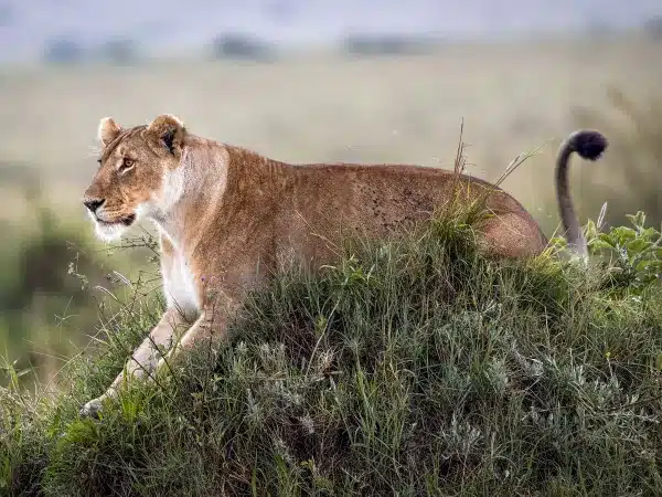 Lioness on lookout