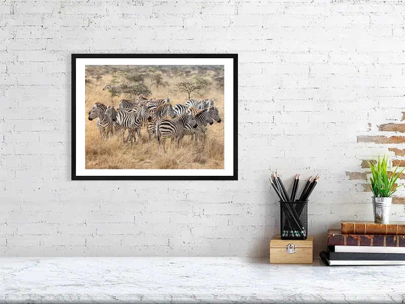 Dazzle of Zebras in the African Wild | Wildlife Fine Art Print - Image 5