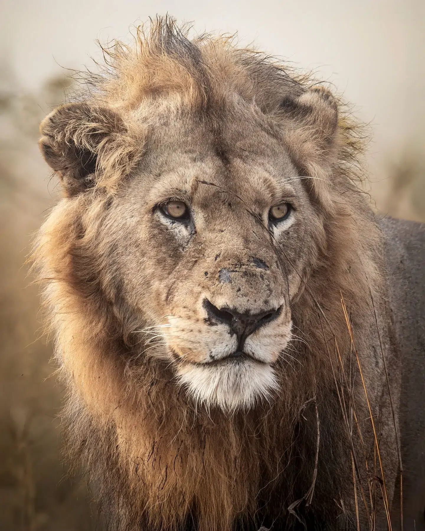 Close-up portrait of a confident male lion in misty morning light in Kruger National Park, South Africa.
