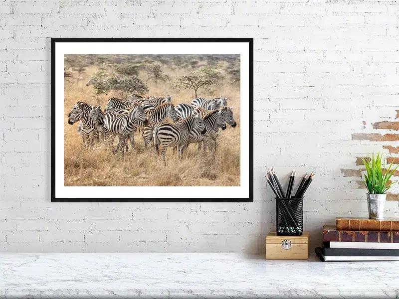 Dazzle of Zebras in the African Wild | Wildlife Fine Art Print - Image 4