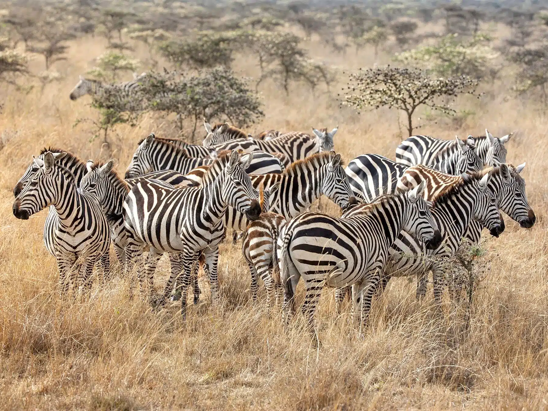 Dazzle of zebras standing together in the African wild in soft natural light