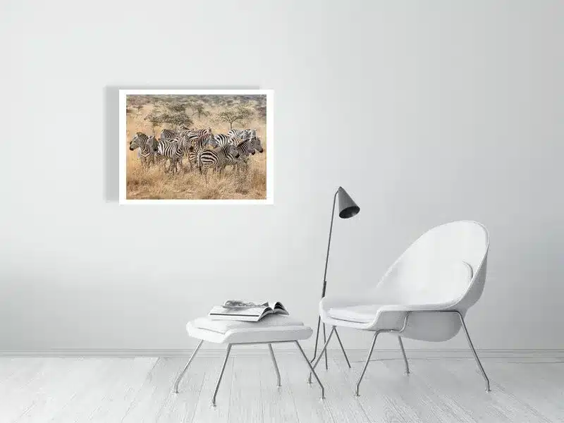 Dazzle of Zebras in the African Wild | Wildlife Fine Art Print - Image 2