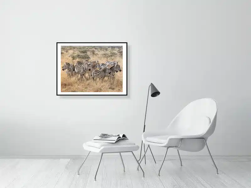 Dazzle of Zebras in the African Wild | Wildlife Fine Art Print - Image 3