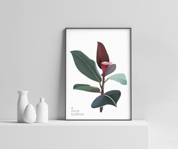 Ficus Elastica Plakat | Botanisk illustrasjon | Plante Plakat | gummiplante | botanica | digital tegning | poster Ohoi Studio