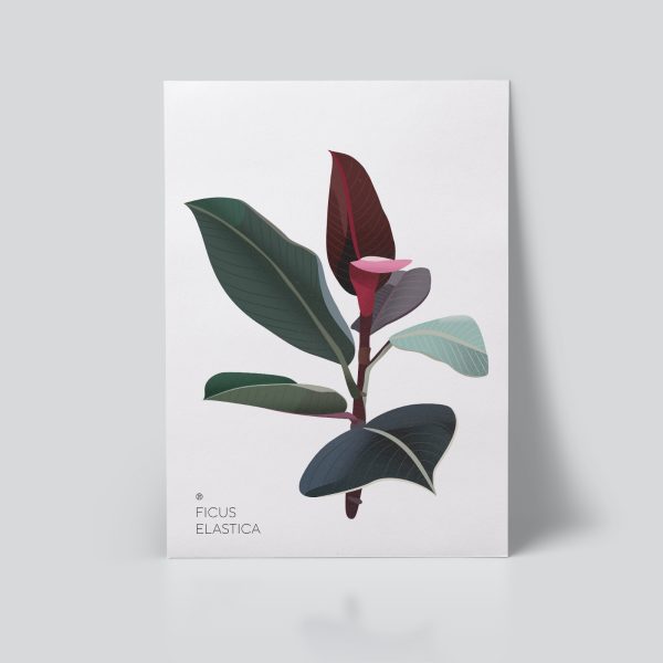 Ficus Plakat | Botanisk illustrasjon | Plante Plakat | gummiplante | botanica | digital tegning | poster Ohoi Studio