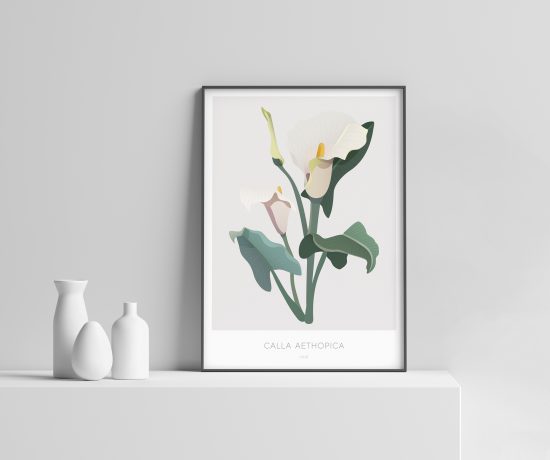 Botanisk plakat | Botanisk illustrasjon | Calla Lilje | Calla Aethopica | Plante | illustrert av Ohoi studio