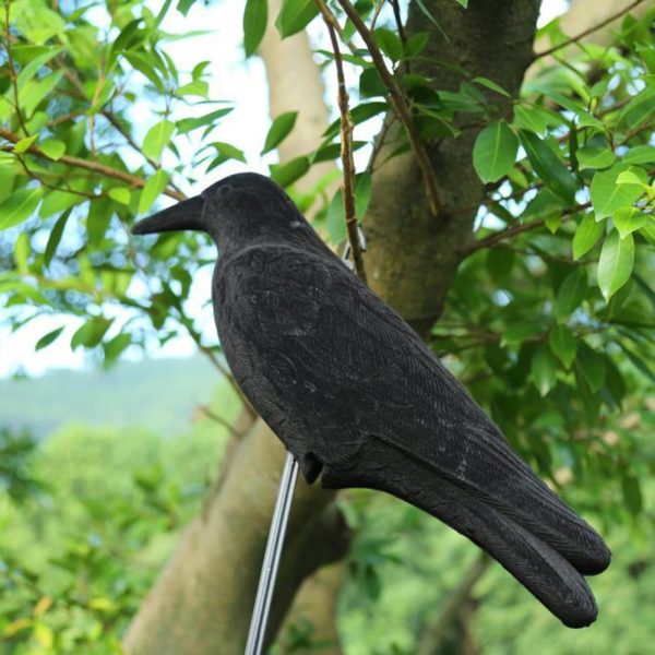 Corbeau en Plastique épouvantail Contre mouettes et Pigeons / Halloween 🎃