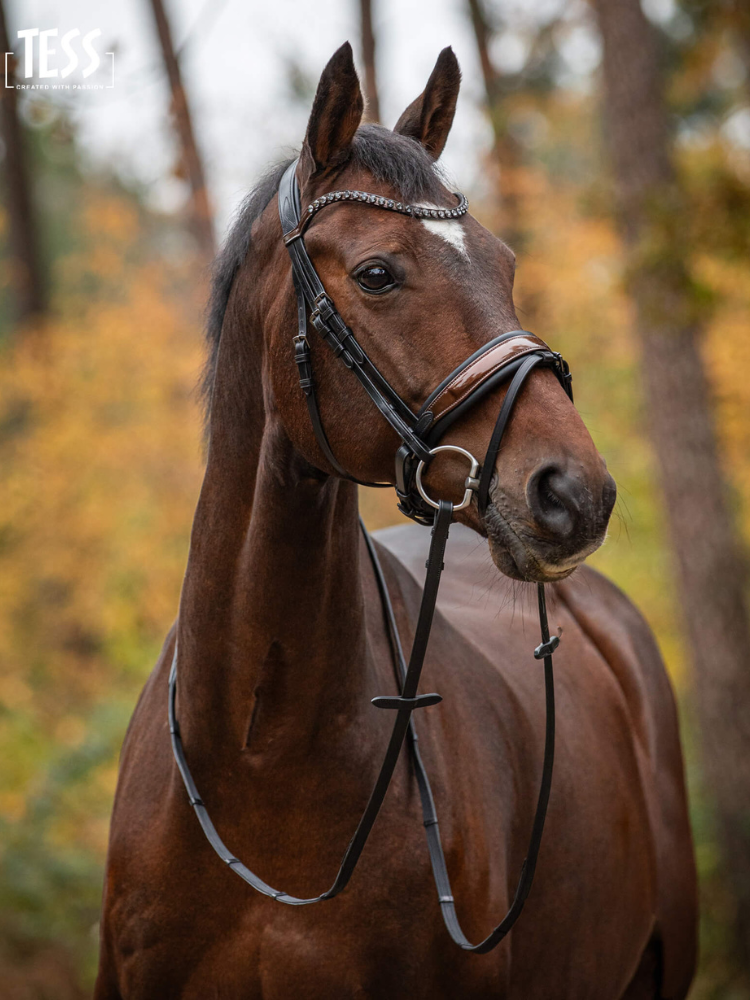 Tess bridle deluxe