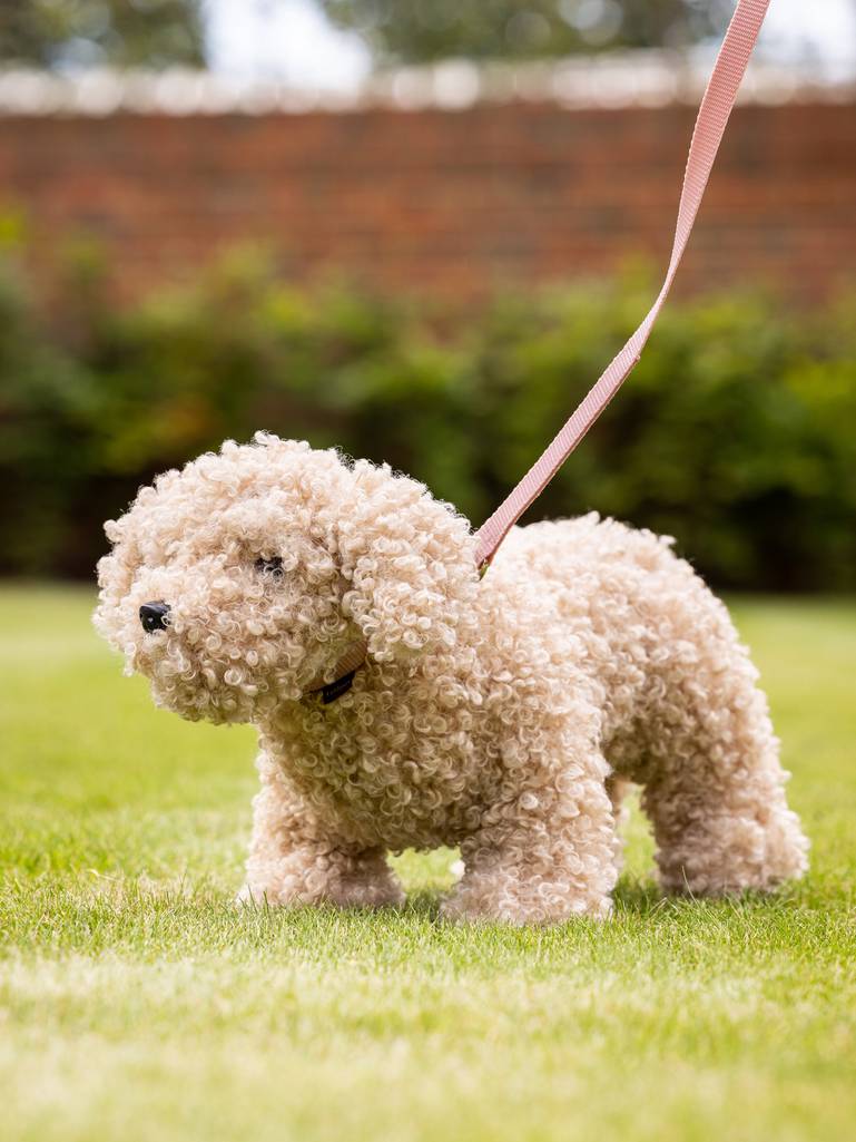 it03860_lifestyle_toydog_cockapoo_2_1