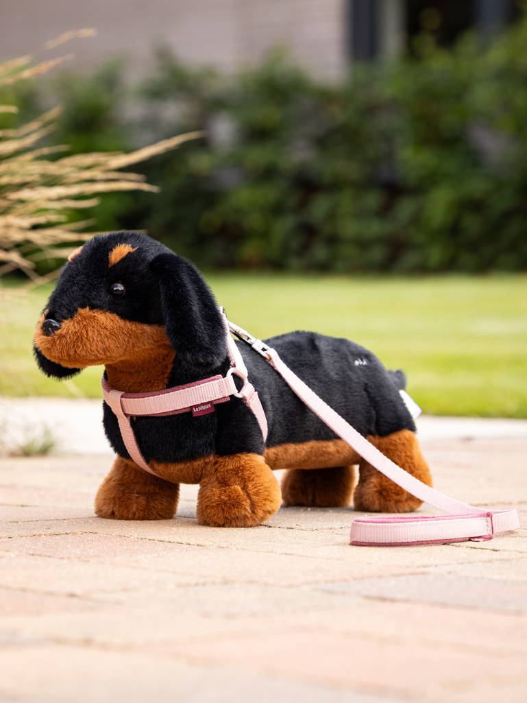 it03861_lifestyle_toydog_dachshund_2