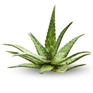 Aloevera