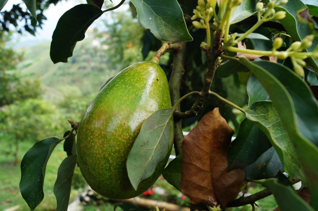 avocadoplant