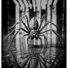 affiche d'araignée méchante
