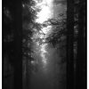 dark-forest entries