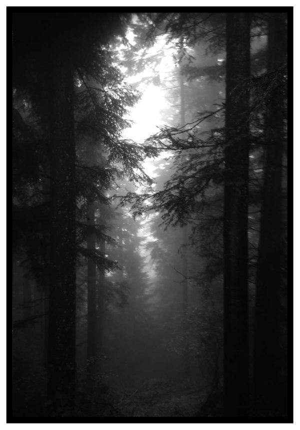 entrées de la forêt sombre