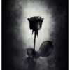 dark rose poster