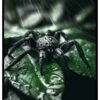 abstrakti maalaus hämähäkillä