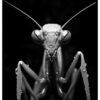 abstract praying mantis poster