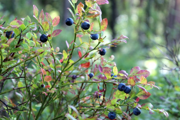 Naturens frukter