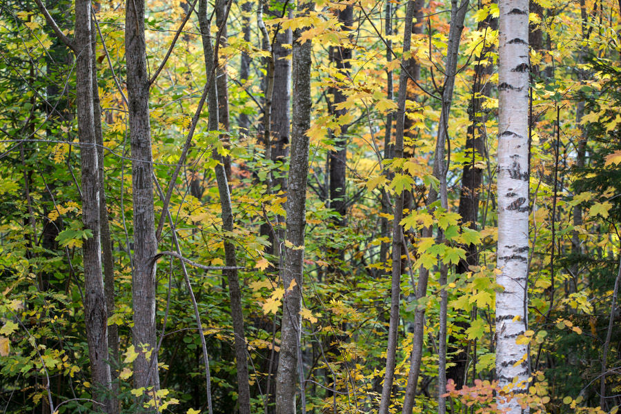 høst skog