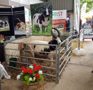 Jacob Sheep Society Stand at Sheep 18 at Malvern today.
