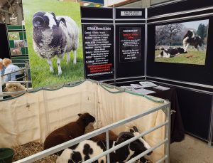 Jacob Sheep Society Stand at Sheep 18 at Malvern today.