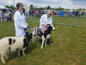 Breed champion and reserve interbreed champion shutecombe shearling ewe