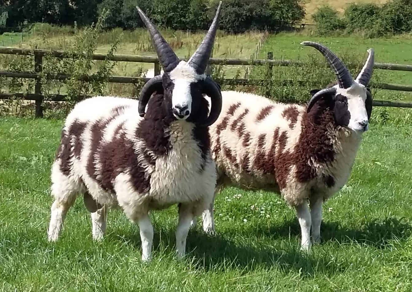 Breed Standard – The Jacob Sheep Society