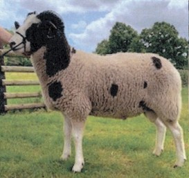 Trumper Family - Reserve Champion Ewe