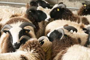 open day ewe lambs in full fleece