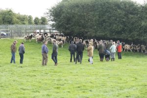 open day members in field with sheep
