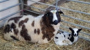 Ewe and Lamb