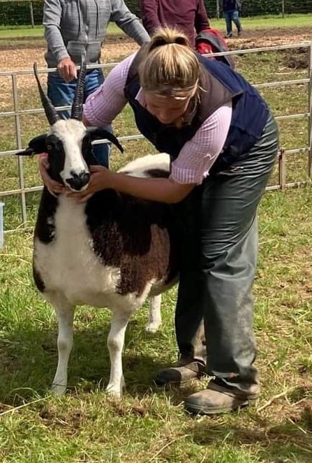 C:\Users\Clive\Downloads\Adam Christie's ewe, champ[ion at New Deer Show.jpg