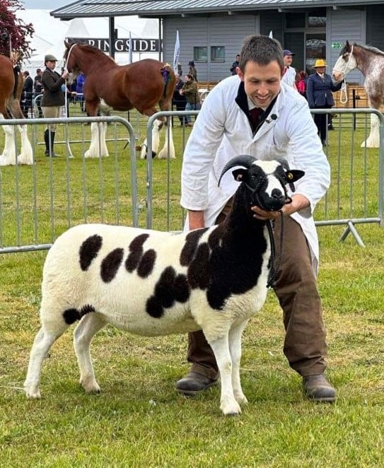 C:\Users\Clive\Downloads\Charlie Coe's shearling ewe, Suffolk Show champion.jpg