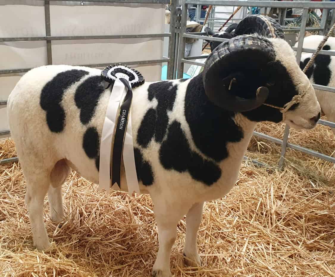 C:\Users\Clive\Downloads\David Tuffney's Newark champion shearling ram.jpg