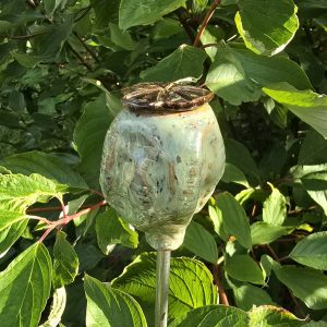 Frøkapsel til havespyd