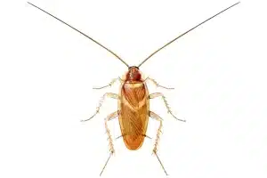 brunbeltet kakerlakk breddebilde skadedyrguide
