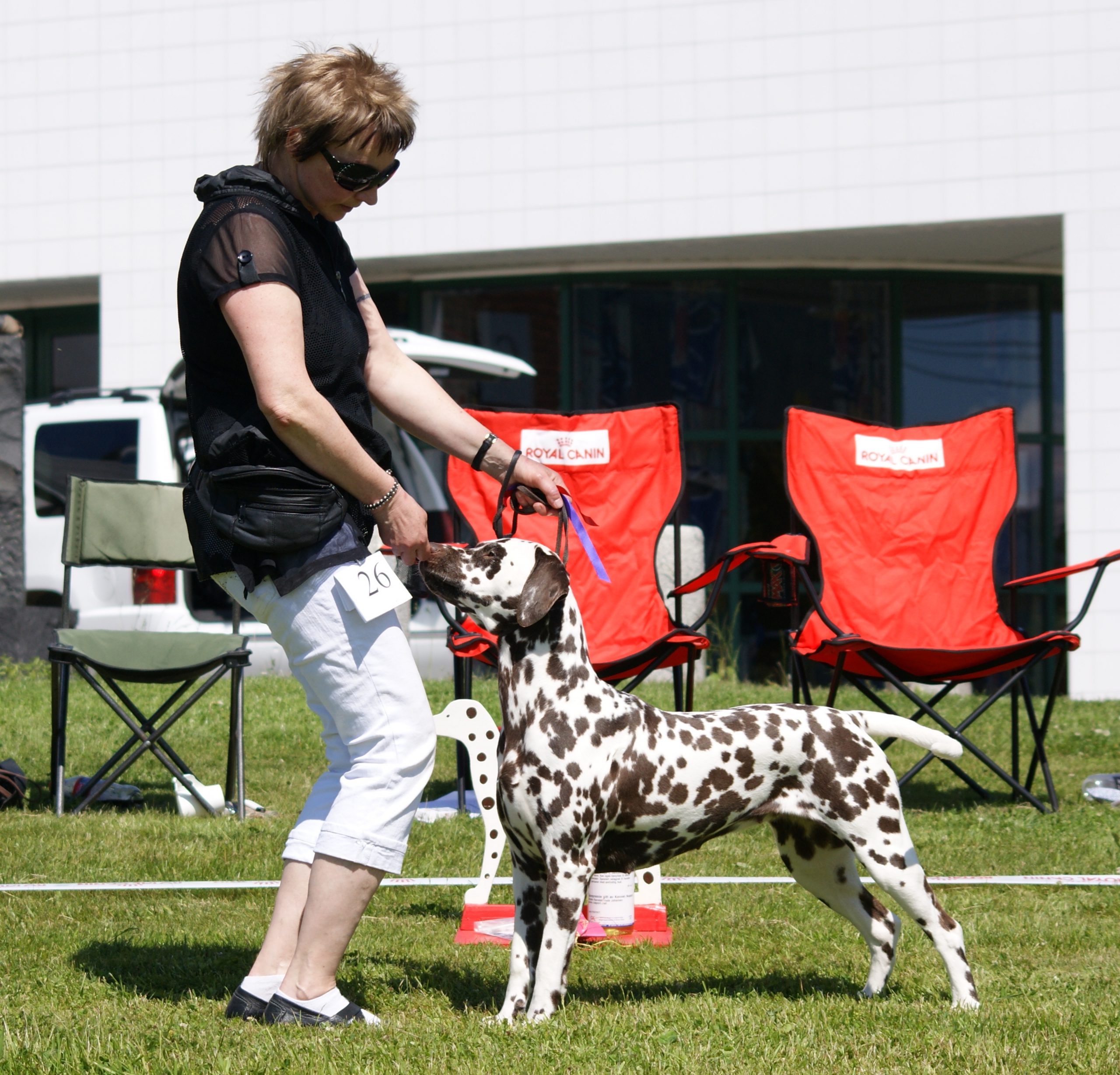 skvaablogg – Dalmatiner hund fra kennel Skvå