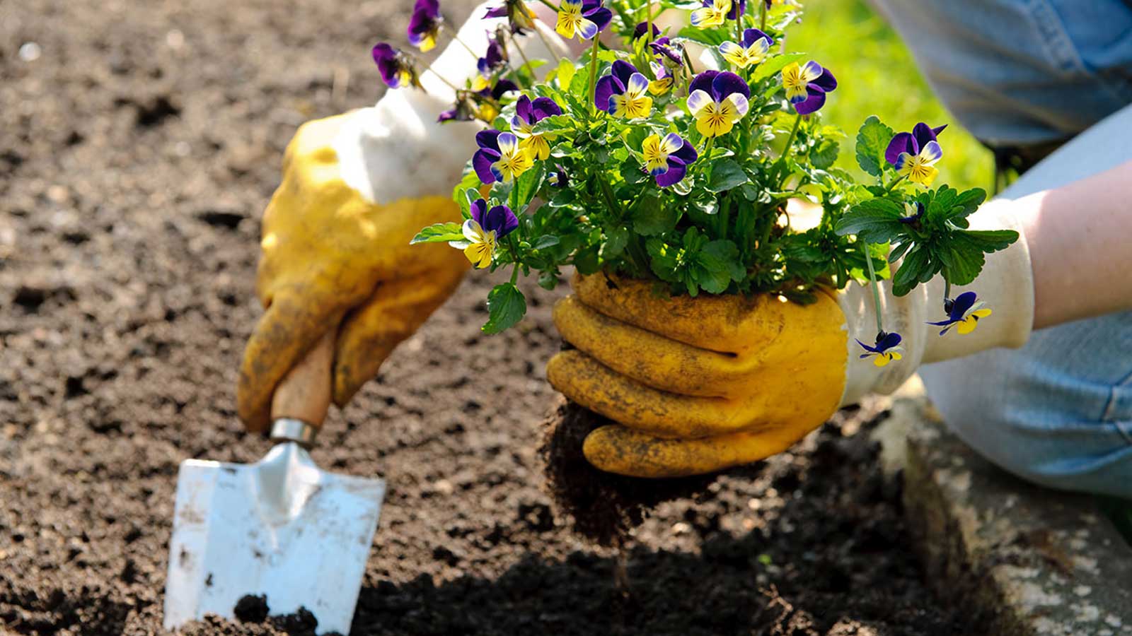 Veggie Gardening Tips