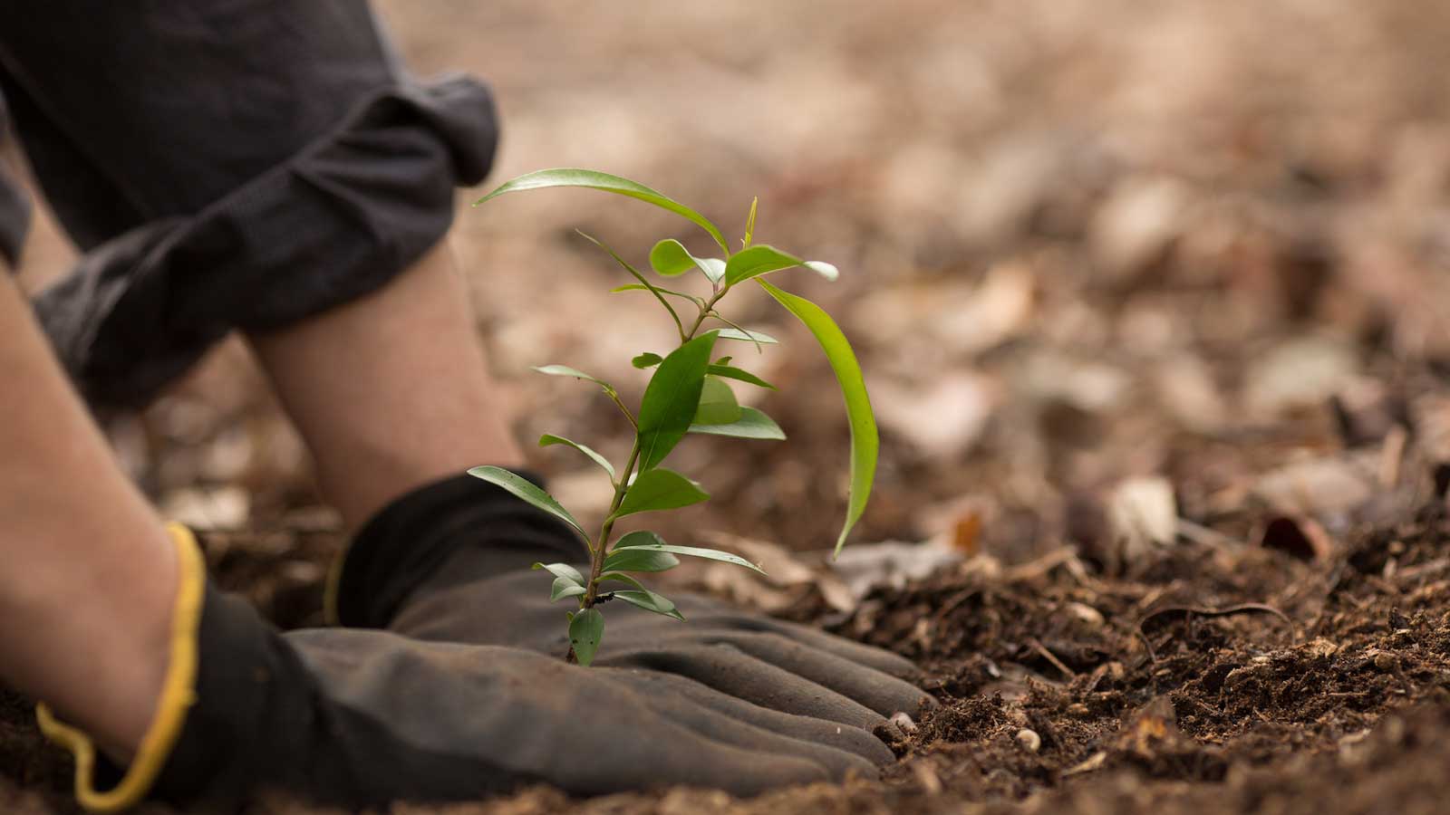 Tree Planting