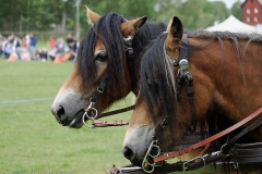 HASTENSDAG-_1088664