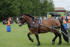 HASTENSDAG-_1088709