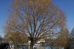 Måndagsgänget Nykvarnsparken