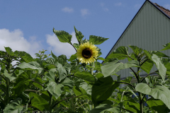 NAGRA-PROMENADER-_1105664