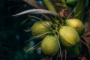 tonga coconut